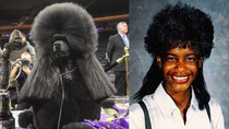 Siba The Westminster Dog Show  Winner Stole Her Look