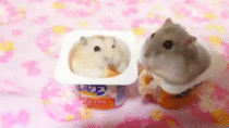 Silly smash bros edit of some adorable hamsters