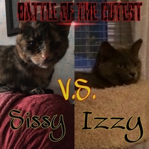 Since my GF got a new cat I made up a competition to see which cat is cuter Mine or hers Enjoy