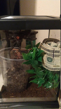 Since so many people have arachnophobia I decided to create a new banking system