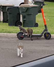 Since yall helped me get the scooter from Cujo yesterday maybe yall can help me retrieve this one from a local gang of Khajiits They keep asking if I have coin Please send help