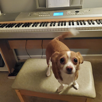 Sing us a song youre the piano dog