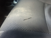 Single gay male No women have been in my car for over  days How did this get here