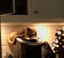 Sister sent me a picture of her new cat Must be warm up there