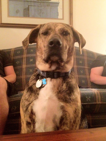 Skeptical dog is skeptical