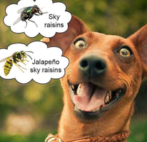 Sky raisins