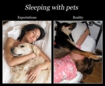 Sleeping with pets 