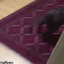 Sliding down the stairs
