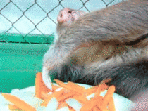Sloth kickin back having some carrots