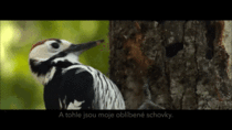 Slow motion of a woodpecker pecking wood