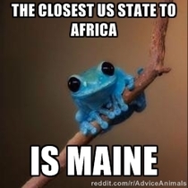 Small Fact Frog