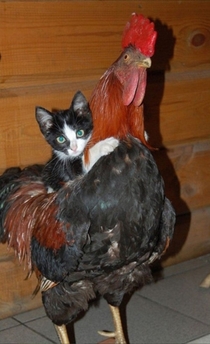 Small pussy riding big cock