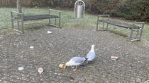 Smart crows How about eclectic sea gulls drinking Costa coffee