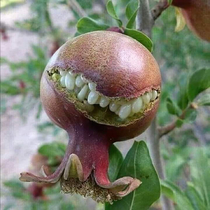 Smiling pomegranate