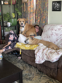 Smothered by Dogs