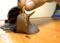 Snail eating his lunch