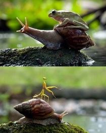 Snails Natures noble steed