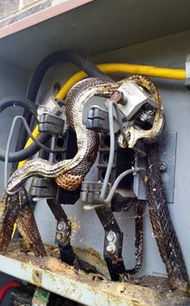 Snake bites a cable and is electrocuted Second snake bites first snake and is electrocuted as well Sharing is caring