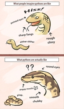 Snakes are freaking adorable