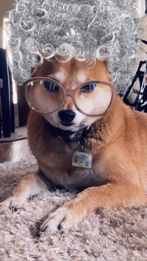Snapchat filters work on my dog