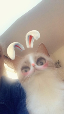 Snapchat recognized my cats face