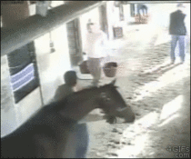 sneaky-horse-knocks-over-a-man-178277.gif
