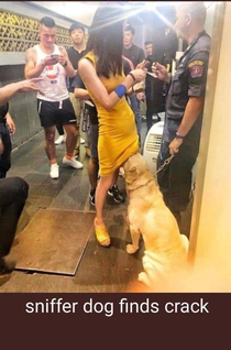 Sniffer dog finds crack