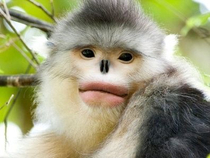 Snub nose monkeys are the Kardashians of the animal world