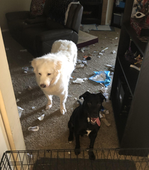 So can you guess which one of my boys got into the trash while I was gone