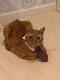So do we have a deal or youll keep purring at me Sir