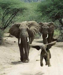 So Dumbo