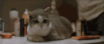 So I guess Im supposed to post a cat gif today right Screw it Im doin it IT IS DONE