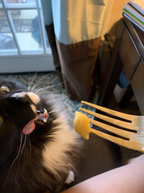 So I offered my cat Bruce some Mac and cheese Safe to say he was pretty excited