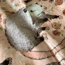 So I recently got a new blanket and its of possums and this is how they look