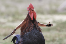 So I searched angry chicken on Google