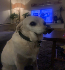 So I tried taking a cool panorama of my dog