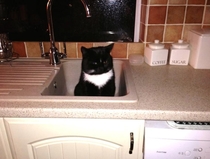 So I walked into the kitchen at am and saw this in the sink This is not my cat