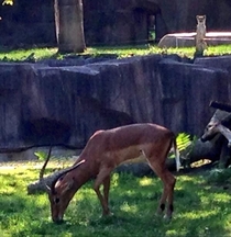 So Im at the zoo and realized the cheetah exhibit is awfully close to the food exhibit