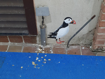 So it seems that Painted Puffins also make a mess