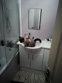 So Ive just come home and caught my cat weeing in the sink like a toilet