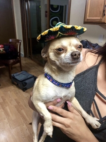 So my mom brought our chihuahua a gift from Mexico