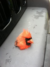 So my neighbor found a real life Angry Bird on his bumper the other dayxpost from rwtf