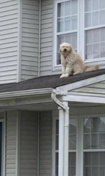 so my neighbors do this thing where they leave the window open every morning so their dog can sit on the roof and people watch