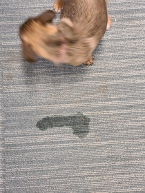 So my puppy peed on the floor