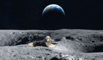 so some people didnt believe my last  dog photos were real one guy even asked to see doggo in space Thats ludicrous best I can do is