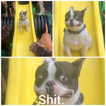 So the local doggy daycare posted pictures of the dogs going down their slide Most of the dogs had a blast Most