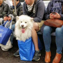 So the NYC Subway has banned dogs unless they fit in a bag and New Yorkers got creative