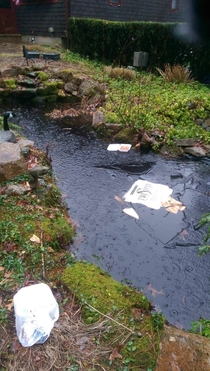 So the pizza guy fell in the fish pond