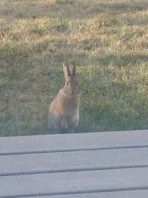 So this rabbit has been hanging out outside the window near my dads office In response my dad has started calling him his coworker and named him Hasenpfeffer