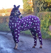 So today i found out they make horse onesies